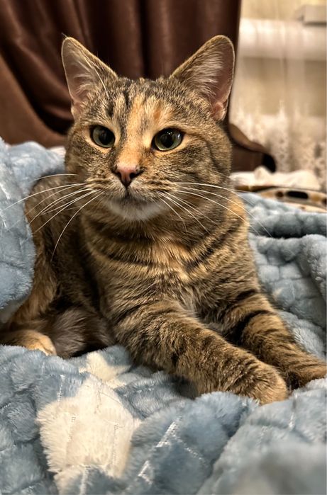 Дві кішечки шукають новий будинок