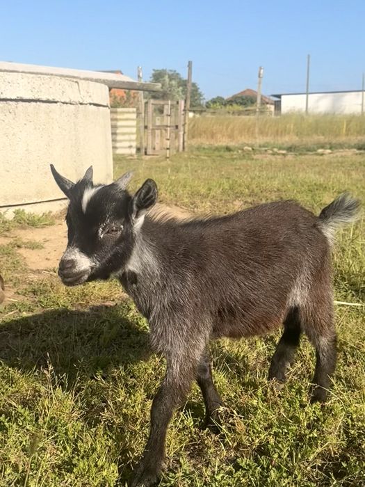 Cabrito anao (macho)