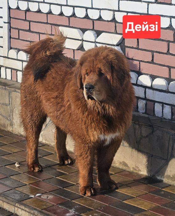 Тибетські мастифи