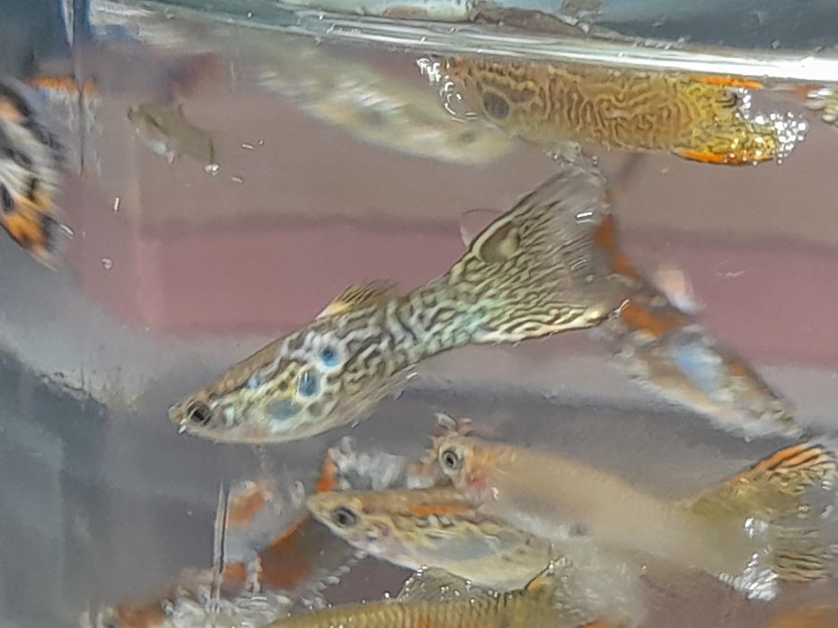 Продж акваріумних рибок гуппі опром і в роздріб