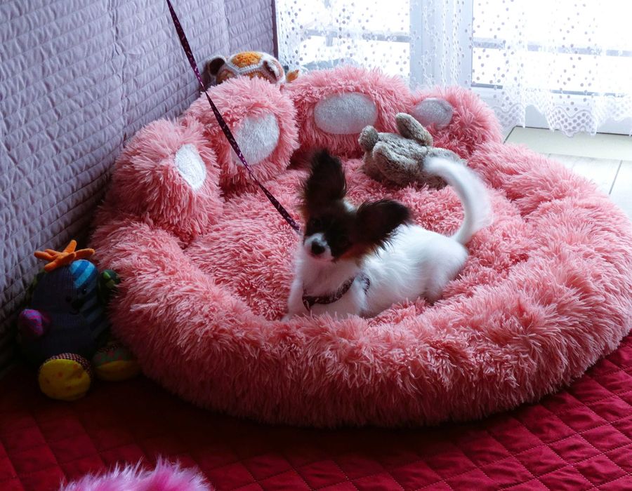 Papillon ZKwP- suczka MAJLA