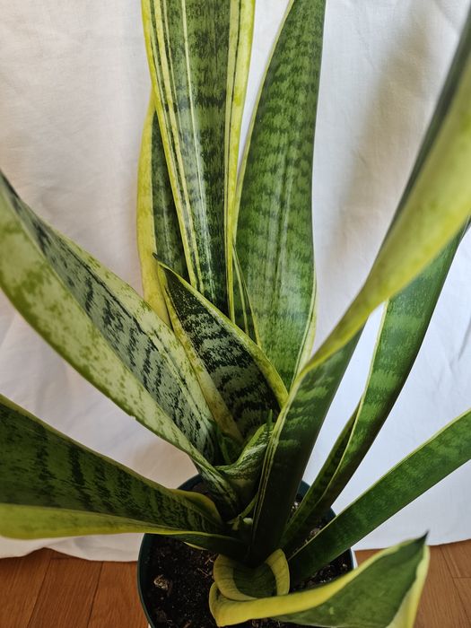 Planta Espada de São Jorge Vaso plástico Verde 16 cm