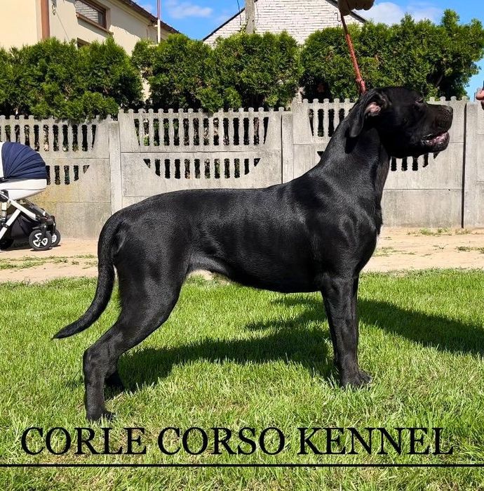 Cane Corso piesek
