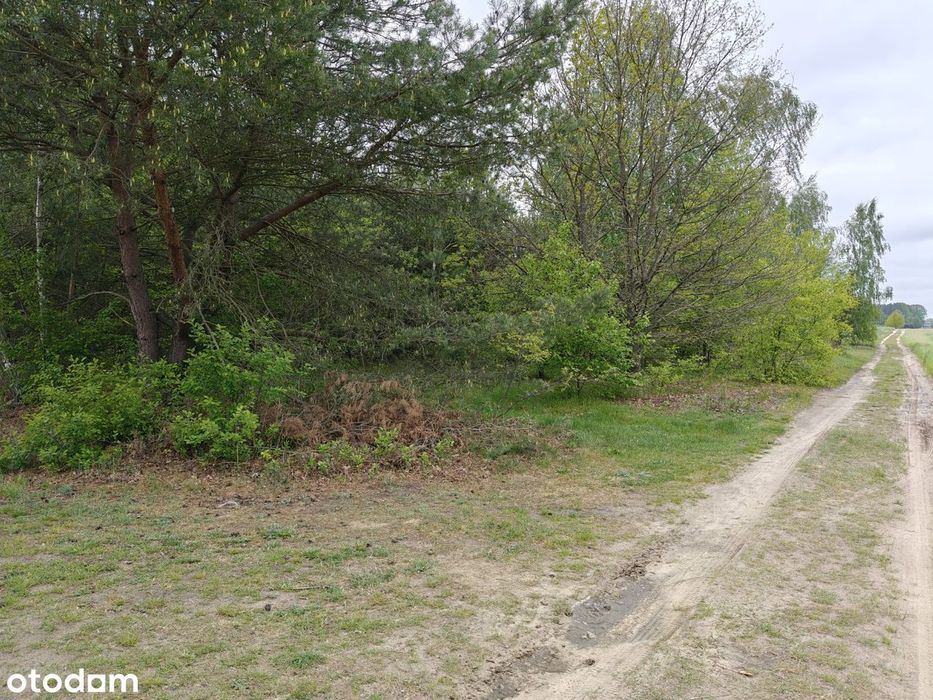 Syndyk sprzeda - Łacha