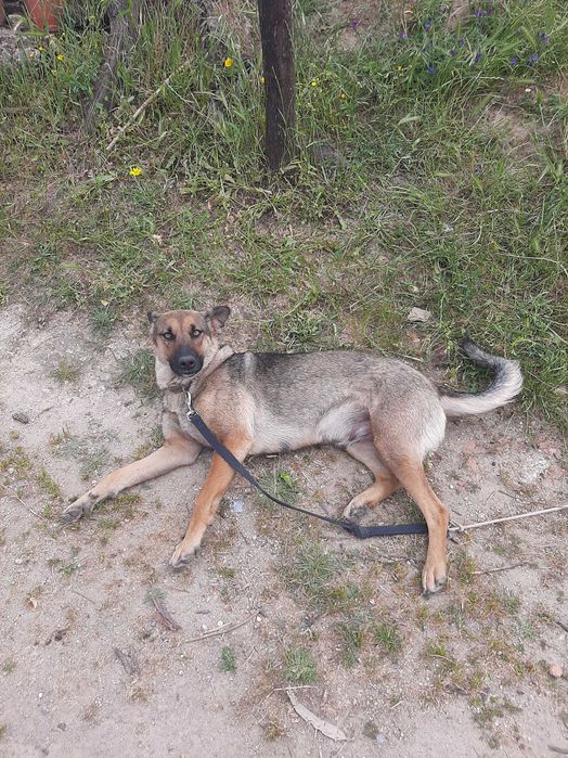 Cachoro de estimação femea