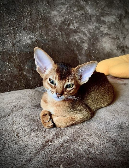 Абиссинский котик