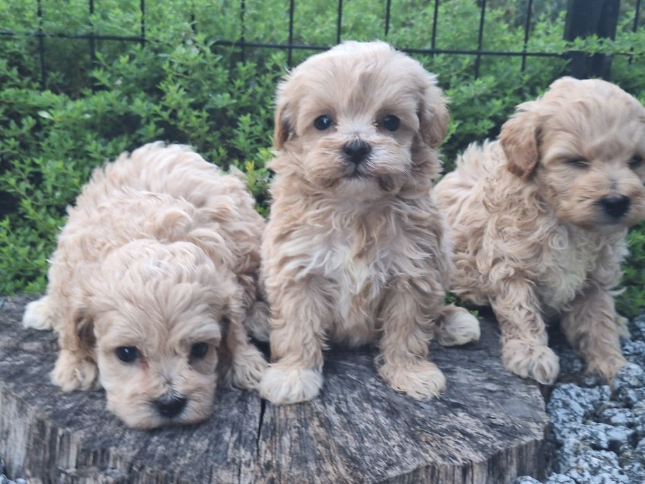 Maltipoo z dokumentami
