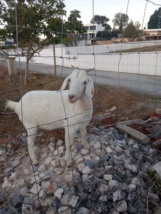 Cabras boer e cruzadas