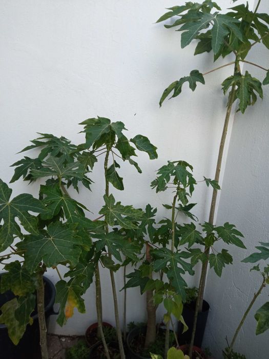 Vendo mamoes em vaso