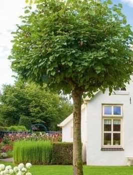 Lipa drobnolistna 'Green Globe', szczep. 170 cm, lipa kulista