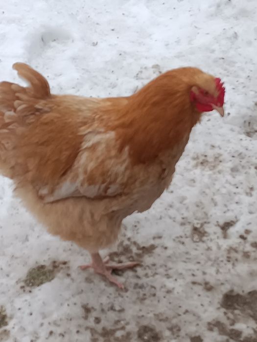 Продаж молодих півнів когутів