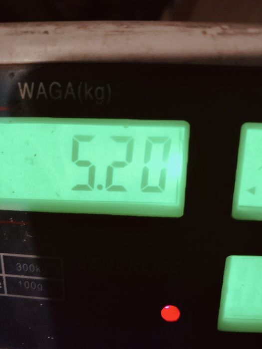 Królik  samica młoda  nowozelandzki biały termondzki, dziewica