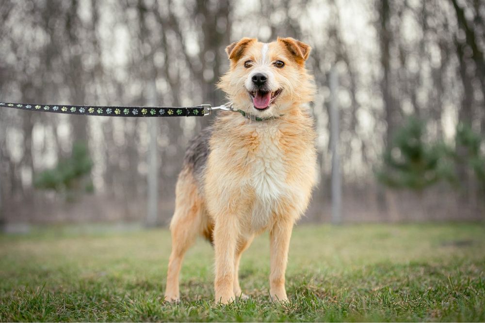 Szorstkowłosy Jędruś szuka domu!