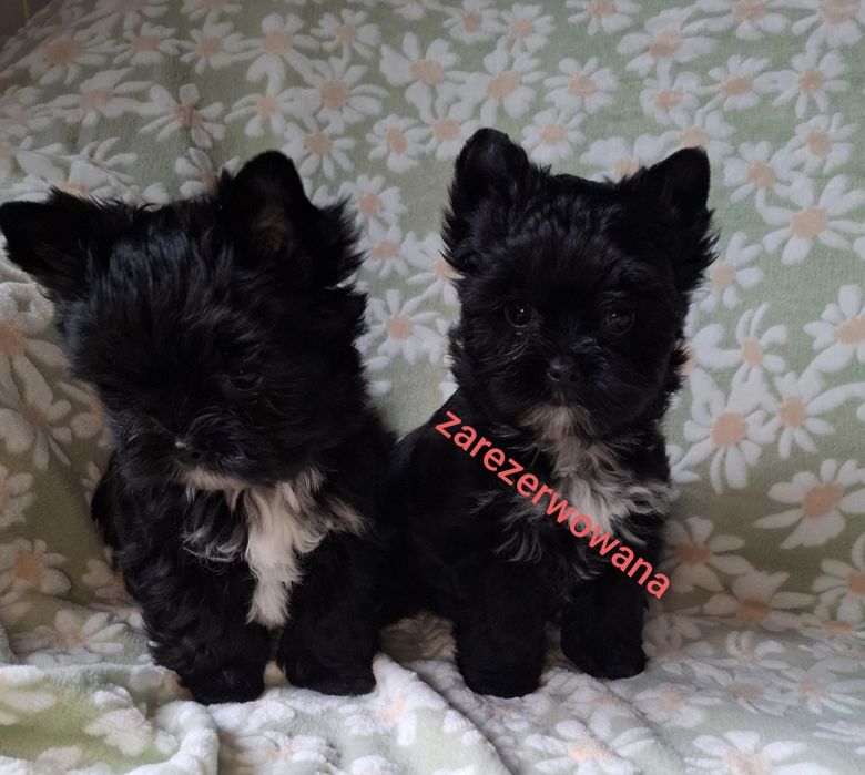 Yorkshire Terrier Black CUKIERECZKI Suczki