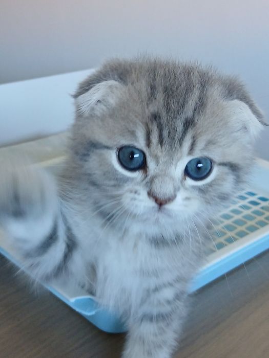Scottish Fold Macho