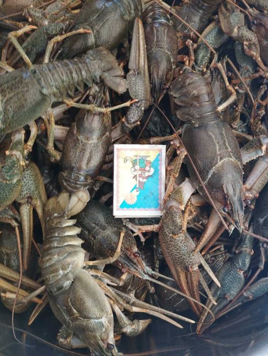 Раки живые, речные и варенные