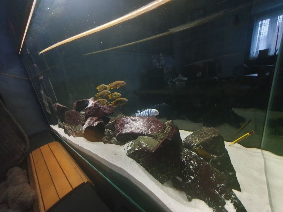 Akwarium malawi z pyszczakami 200l 100x40x40cm