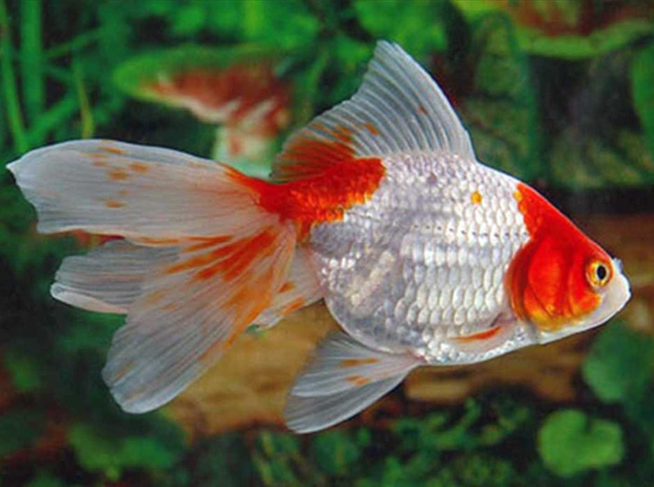 Welonka odmiana CZERWONO - BIAŁA - Welon - Carassius - dowóz, wysyłka