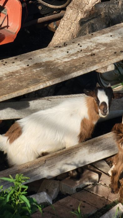 Cabrito anões vendo