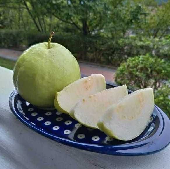 Gujawa guava 2 sadzonki