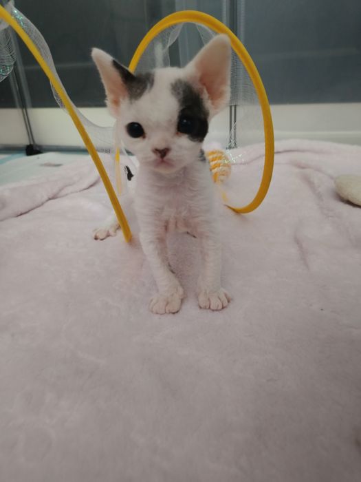 Devon rex kocurek
