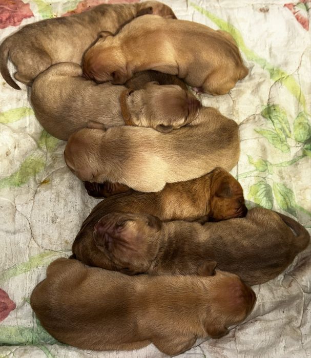 Питбуль красноносый чыстокровный