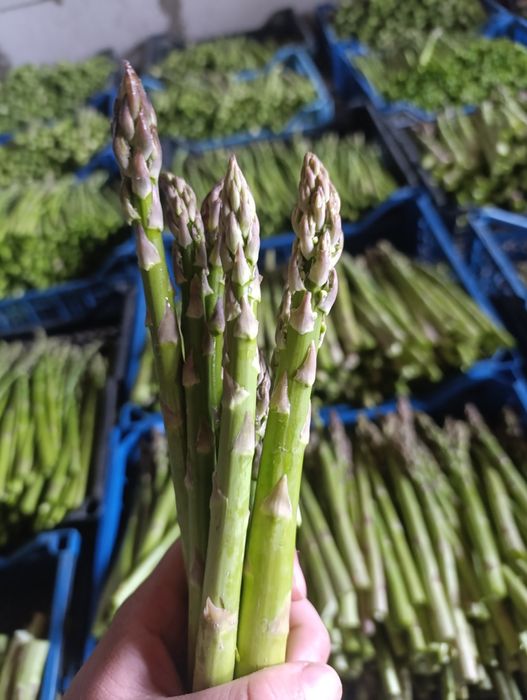 Продам свіжозрізану спаржу
