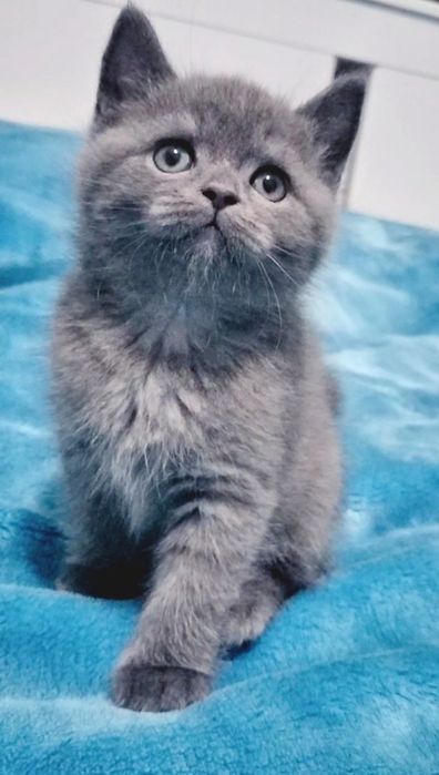 Macho British Shorthair blue