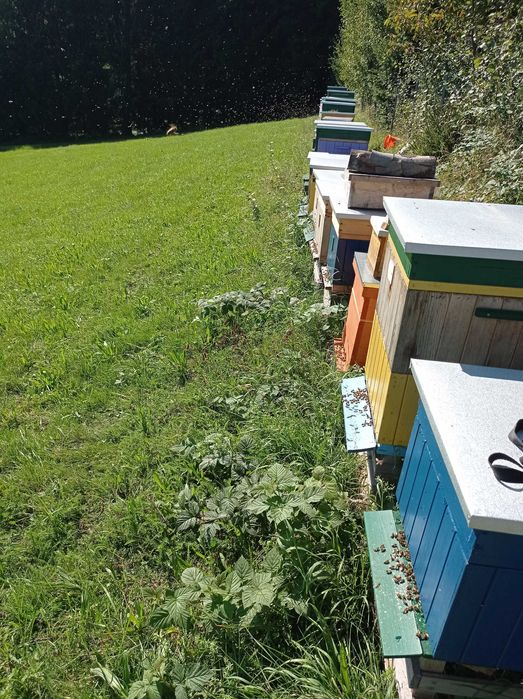 Odkłady pszczele pszczoły krainka dobra alpejka 5 ramkowe wlkp ule