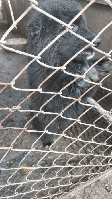 Отдам в хорошие руки ( возможно с доставкой)