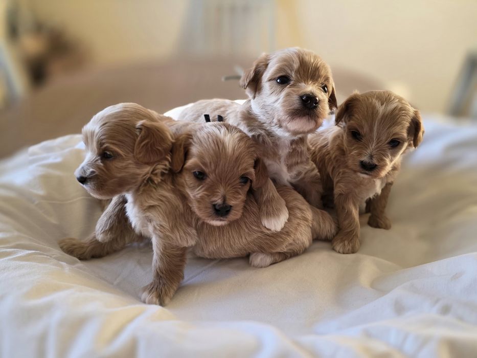 Maltipoo piesek hybryda pudel toy maltańczyk