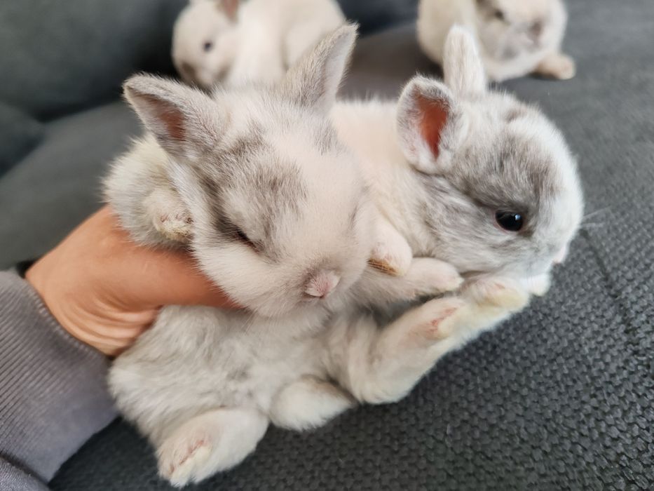 Coelhos anão disponível