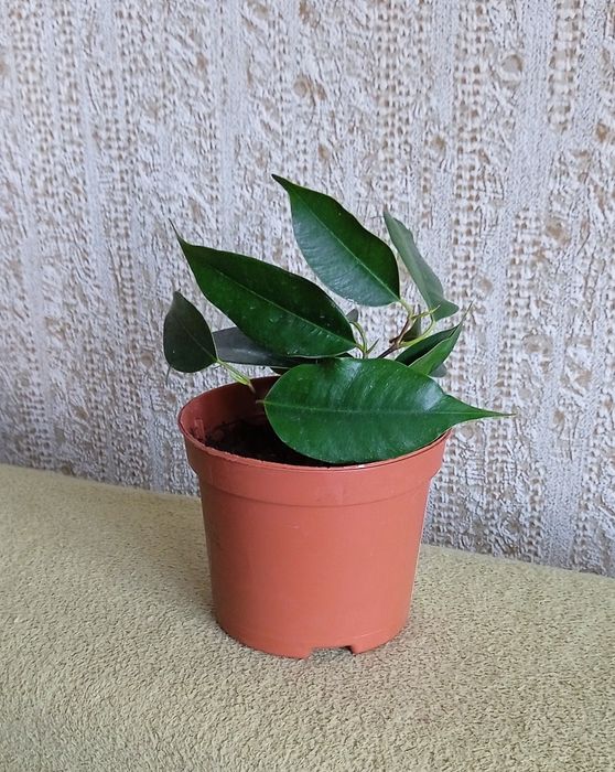 Фікус бенджаміна Даніель