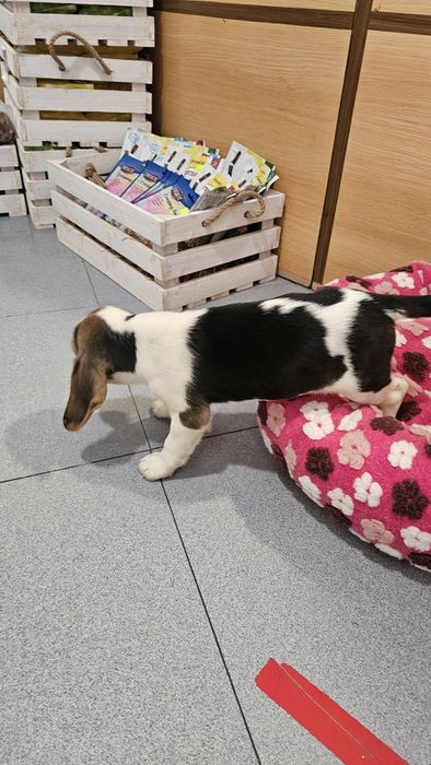 Beagle fêmea tricolor