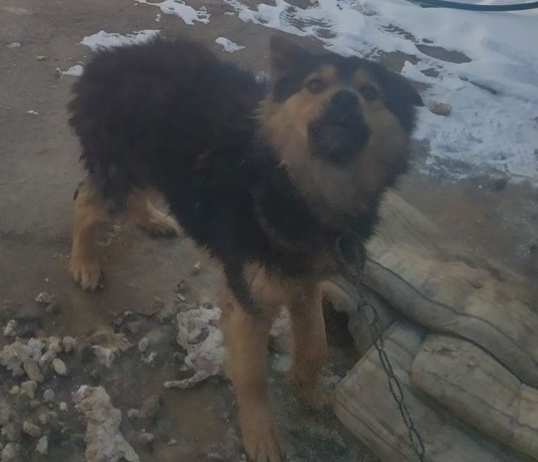 Пес, 2 роки, охоронець в пошуках господаря і дому