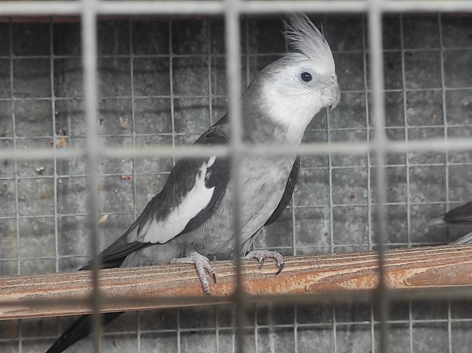 Caturras canela novinhas