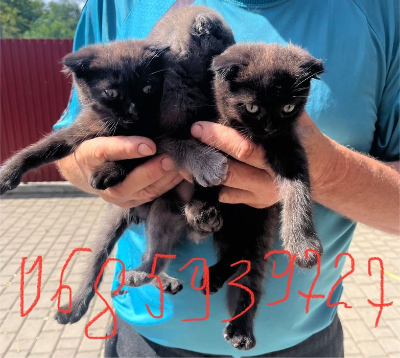 Продам котики  500 грн британці