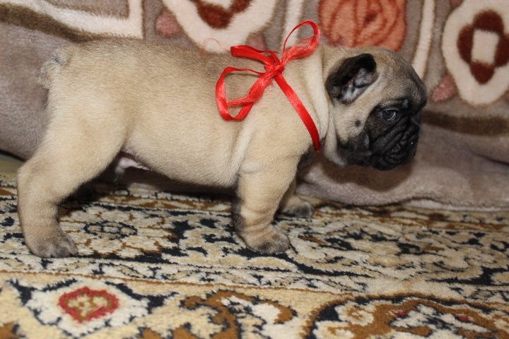 Французский бульдог Мальчики красные и палевые Одесса