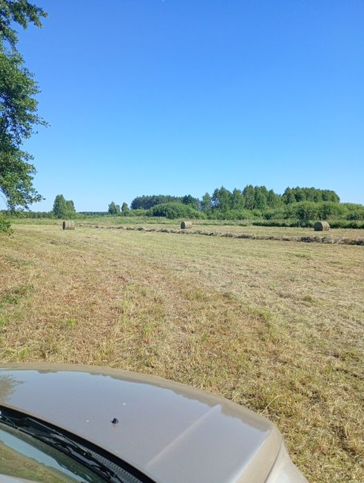 Siano Suche w Belach