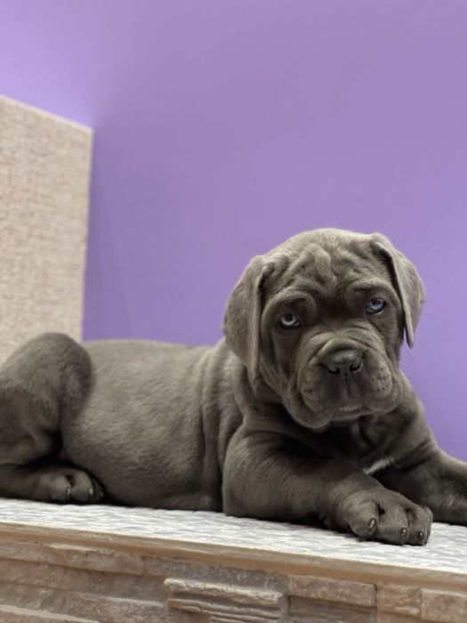 Крутезний хлопчик Порше-Cane corso Italiano