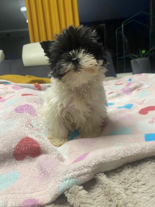 York biewer sunia mini