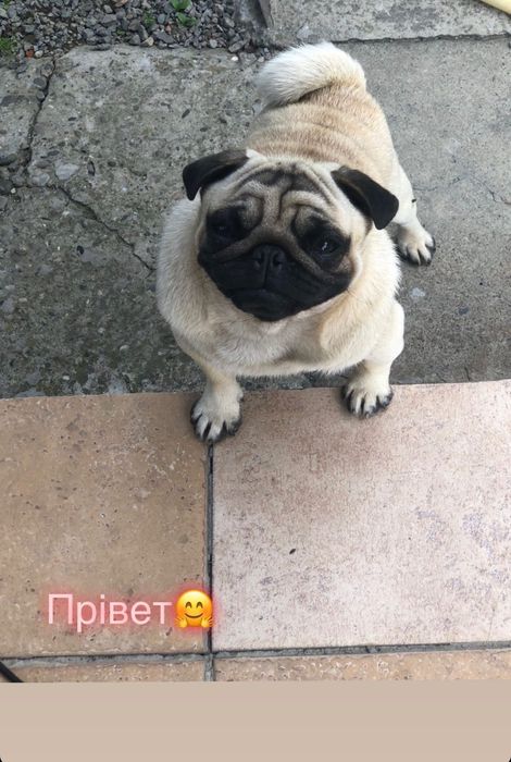 В’язка Мопсів, хлопчик Мопс для в’язки