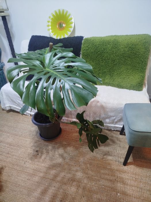 Monstera Deliciosa (Costela-de-Adão) Grande