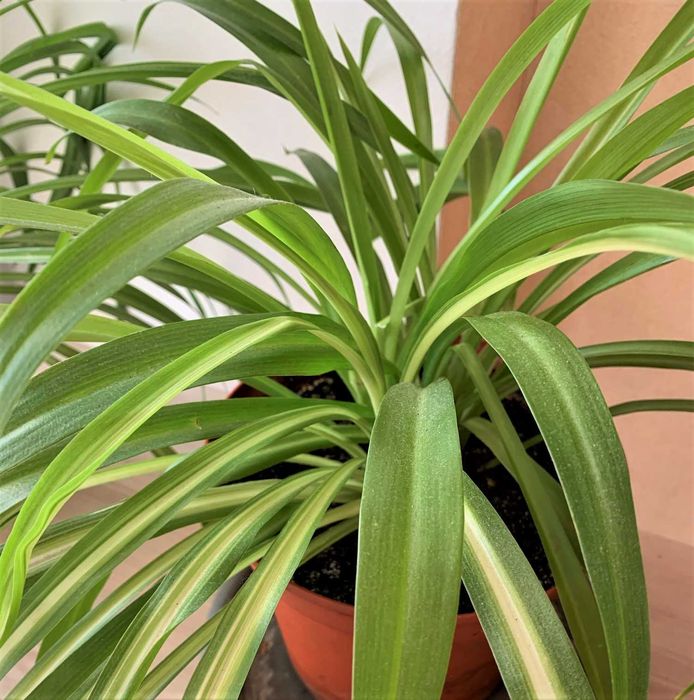 Хлорофитум хохлатый (Chlorophytum comosum)