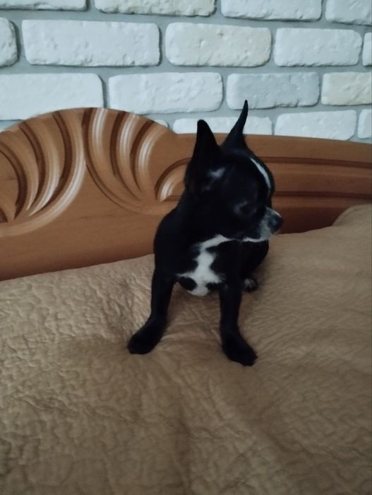 Чихуахуа, хлопччик