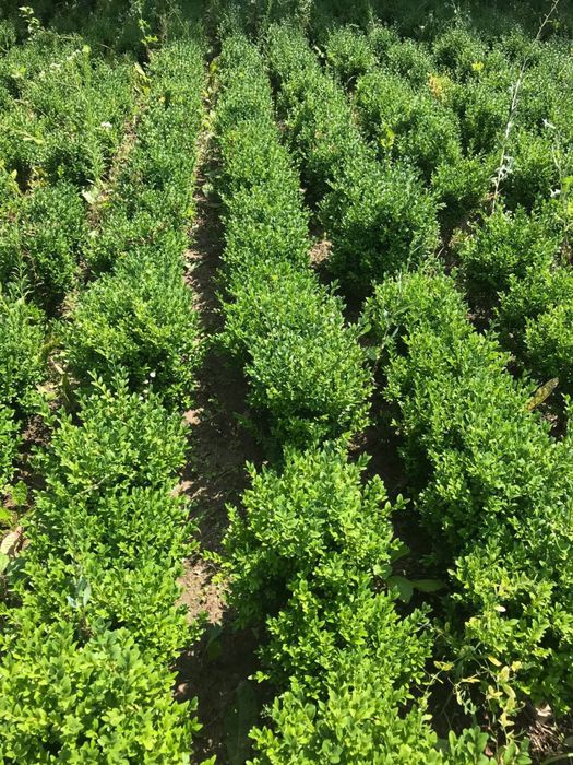 Самшит  бордюрний ,кулі самшит.