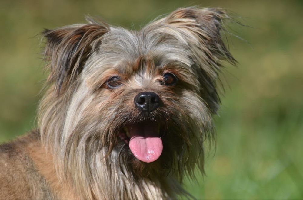 Miecio-do adopcji