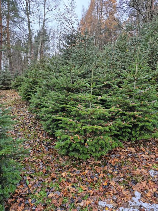 Choinki Świąteczne z plantacji