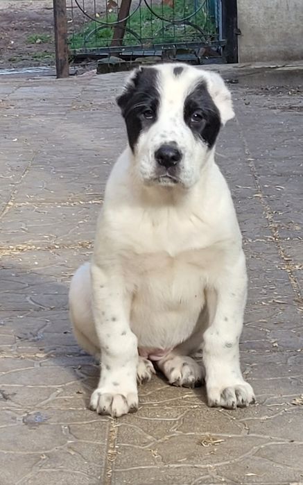 Дівчінка САВ-алабай