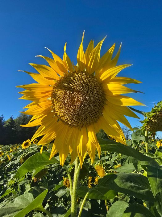 Słonecznik kwiaty, bukiety, różnej wielkości
